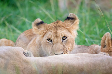Lion cub (Panthera leo) drinking from mother, Masai mara national reserve, Kenya.