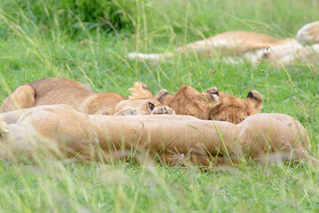 Lion cubs (Panthera leo) drinking from mother on the savanna, Masai mara national reserve, Kenya.