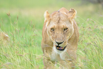 Lioness (Panthera leo) standing in high grass on savanna, close by, looking at camera and growling, Masai Mara national reserve, Kenya.