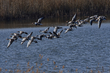 Graugänse in der Oberlausitz im Frühjahr	