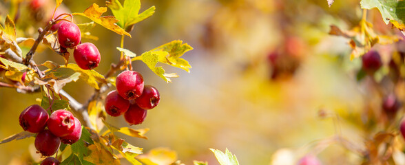 Red fruits of hawthorn on a tree, close-up. Crataegus berries, commonly called forest hawthorn.