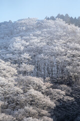 美しい霧氷の森