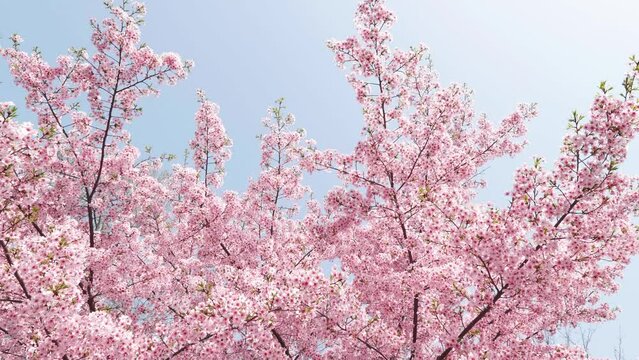 Cherry blossomes concept. Japanese sakura. Hanami, pink kawazu-zakura flowers, 4k slow motion footage, tilt up view.