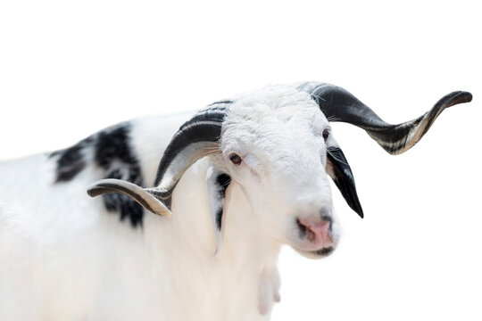 Portrait of a black and white Sahelian ram (African male sheep), isolated (cut out), white background, photo