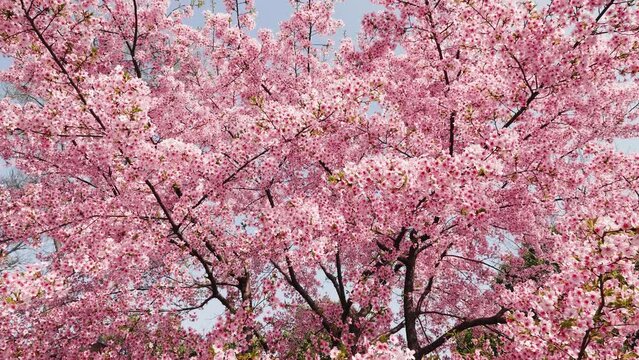 Cherry blossomes concept. Japanese sakura. Hanami, pink kawazu-zakura flowers, 4k slow motion footage, tilt up view.