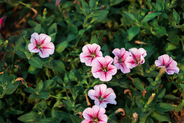 purple petunia flowers in the garden, macrophoto wide banner