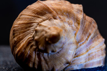 Rapan shell close-up.