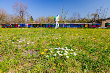 Grassland with various field flowers, arranged beehives behind, gardener in protective overall sprinkles fruit trees