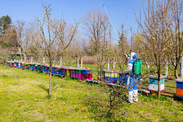 Fototapeta na wymiar Twigs of fruit bloom tree with fresh buds at orchard, in background gardener wears protective overall and sprinkles branches with long sprayer