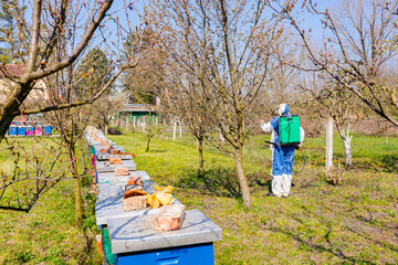 Row of beehives in the apiary, fruit bloom trees with fresh buds, gardener in protective overall is sprinkling branches