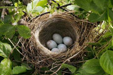blackbird nest with eggs hidden in greenery - 579662547