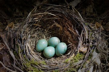 thrushes nest with four eggs - 579662572