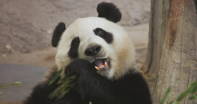 A cute giant panda eating bamboo.