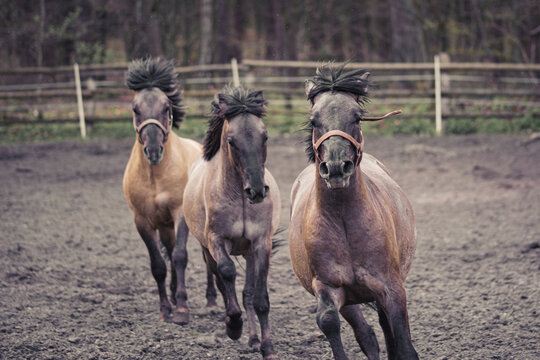 Konik Polski