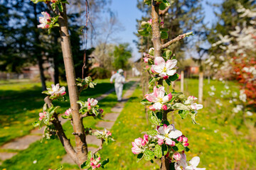 Twigs of fruit tree with fresh buds in the orchard. Early spring season