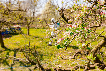 Twigs of fruit bloom tree with fresh buds at orchard, in background gardener wears protective overall and sprinkles branches with long sprayer