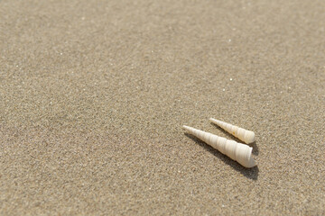 ビーチと貝がら