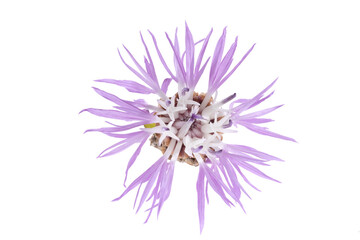 Obraz premium Purple wild flower head isolated on white background