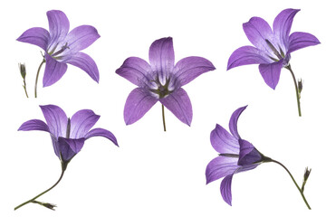 Set of purple bell flower isolated on white, campanula patula