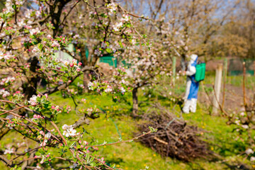 Naklejka na ściany i meble Twigs of fruit bloom tree with fresh buds at orchard, in background gardener wears protective overall and sprinkles branches with long sprayer