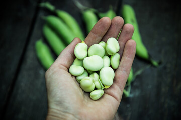 freshly picked green ripe fava beans