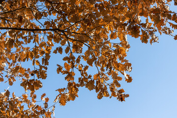feuilles mortes sur un arbre, sous un ciel bleu