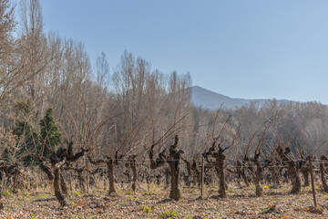 paysage de pieds de vignes, en hiver	