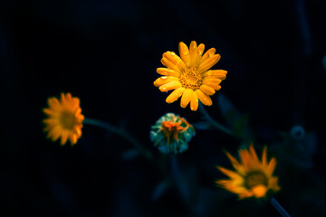 calendula oficinalis or marigold blooming in garden