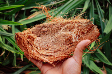coconut husk