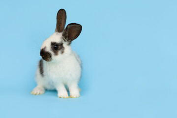 little baby rabbit on blue background, copy space, text, banner. Happy Easter bunny, medical veterinary concept. small pet for gift, home farm animal