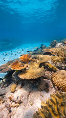 vertical underwater photo of a healthy reef with many colours and fish