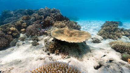 Naklejka na ściany i meble underwater photo of a healthy reef with many colours and fish
