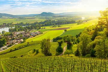 Stein am Rhein Vineyards, by Bodensee lake. Terraced vineyards on Rhine river in Switzerland. Wine...