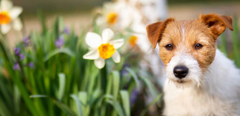 Fototapeta Happy cute dog listening in the garden with daffodil flowers. Spring forward, easter banner. Dog in the nature. obraz