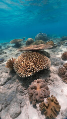 underwater photo of a healthy reef