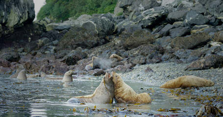Sea lions play and rest in the sea or among the rocks on the beach. The living habits and various...