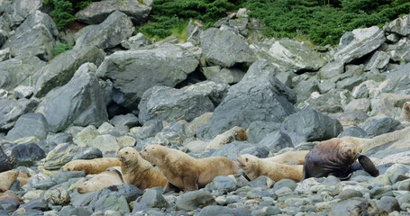Sea lions play and rest in the sea or among the rocks on the beach. The living habits and various postures of sea lions in summer, Alaska. USA., 2017
