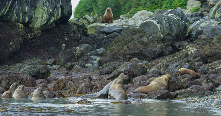 Sea lions play and rest in the sea or among the rocks on the beach. The living habits and various postures of sea lions in summer, Alaska. USA., 2017