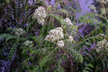 flowers in the field