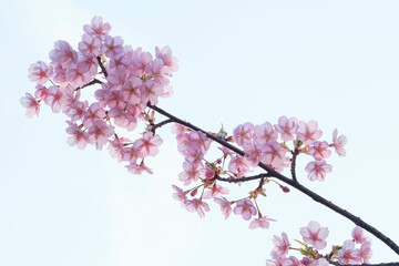 河津桜の花が一足早く満開に。もう春はそこまで。背景を処理し、花びらの透明感を撮影