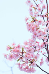 Fototapeta na wymiar 河津桜の花が一足早く満開に。もう春はそこまで。背景を処理し、花びらの透明感を撮影