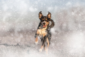Dog running in the snow in winter, appenzeller sennenhund