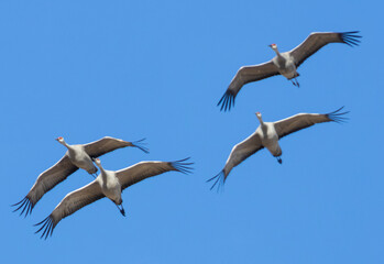 Sandhill Crane Migration
