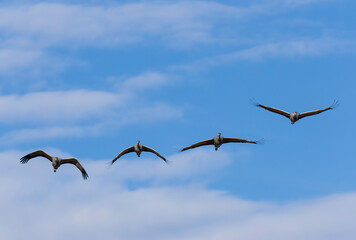Sandhill Crane Migration