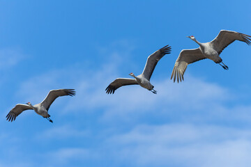 Sandhill Crane Migration