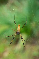 Close up view of a female golden silk orb-weaver spider in the center of a web in Barataria Preserve, South of New Orleans, Louisiana, USA