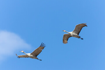 Sandhill Crane Migration