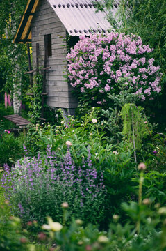 Cottage english garden in spring. Blooming syringa meyeri Palibin with rustic wooden house on background. Country living.