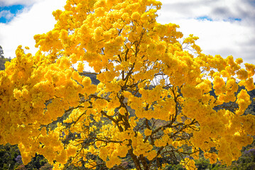 Flowering canopy of yellow ipe. Serra do Gandarela National Park, Ouro Preto, Minas Gerais, Brazil
