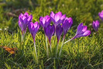 Beautiful purple crocuses in the grass, springtime outdoor theme - 579676717